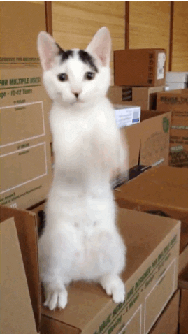 clapping-cat-giphy.gif